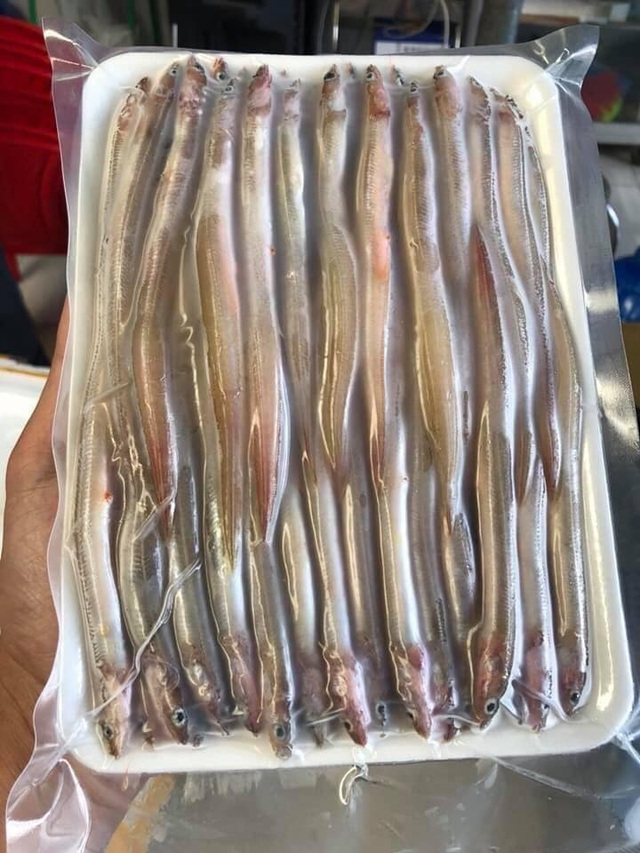 cá sụn