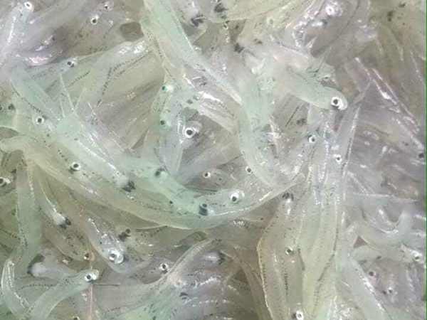 cá mờn cơm